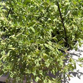 Photo of the plant species Button Mangrove by @SeasonedMastic named Robert Plant on Greg, the plant care app