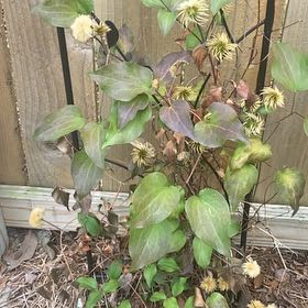 Photo of the plant species Sweet Autumn Virginsbower by @LeadPeony36 named Foxxy on Greg, the plant care app