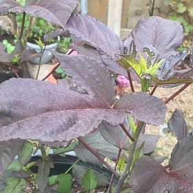 Photo of the plant species Roselle by @LeadPeony36 named Nithin on Greg, the plant care app