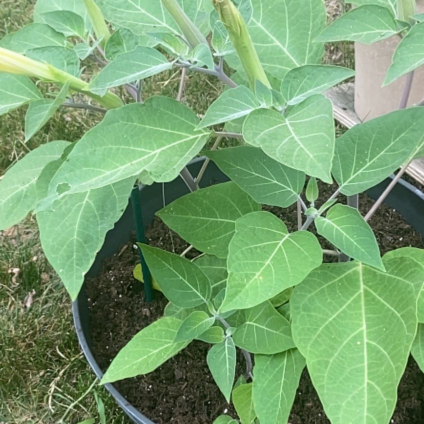 Photo of the plant species Sacred Datura by @LeadPeony36 named Terra on Greg, the plant care app