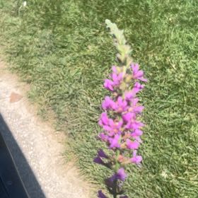 Photo of the plant species Purple Loosestrife by @AdeptZinnia81 named Beyonce on Greg, the plant care app