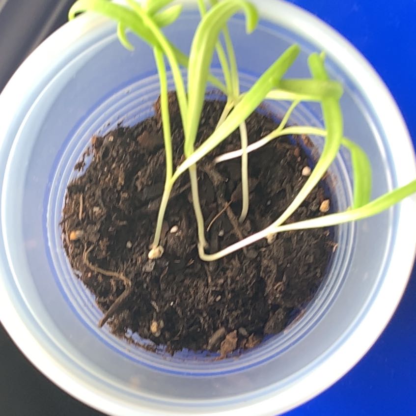 Photo of the plant species Garlic by @BigBlueberry44 named James Dean on Greg, the plant care app