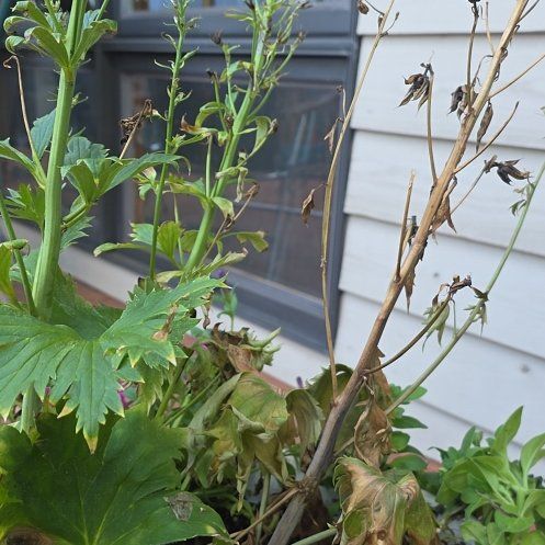 Photo of the plant species Candle Larkspur by @NewSnowrose40 named Treeyoncé on Greg, the plant care app