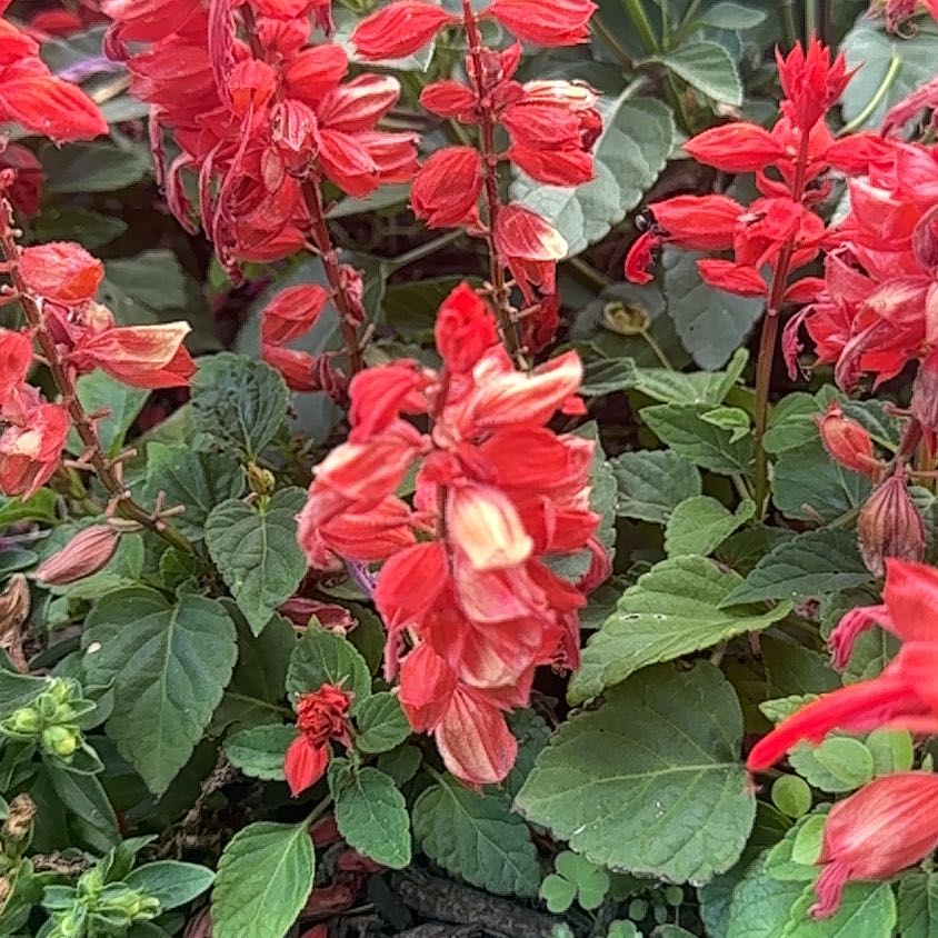 Photo of the plant species Scarlet Sage by @FreeWaxivy96 named Bodhi on Greg, the plant care app