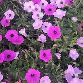 Photo of the plant species Petunia by @FreeWaxivy96 named Aria on Greg, the plant care app