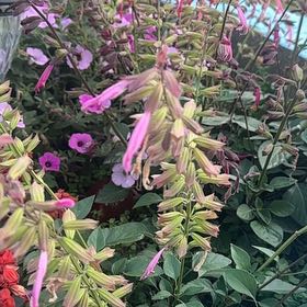 Photo of the plant species Blood Sage by @FreeWaxivy96 named Orlando Bloom on Greg, the plant care app