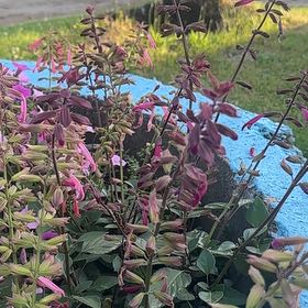 Photo of the plant species Scarlet Sage by @FreeWaxivy96 named Rihanna on Greg, the plant care app