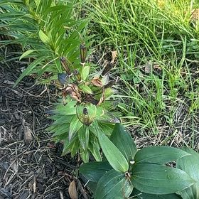 Photo of the plant species Martagon Lily by @FreeWaxivy96 named Tree Diddy on Greg, the plant care app