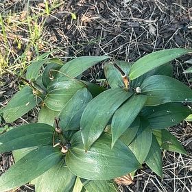 Photo of the plant species False Solomon's Seal by @FreeWaxivy96 named Dolores on Greg, the plant care app