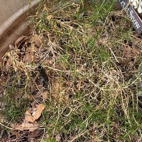 Photo of the plant species Moss Phlox by @LeadingMakura84 named Kylie on Greg, the plant care app