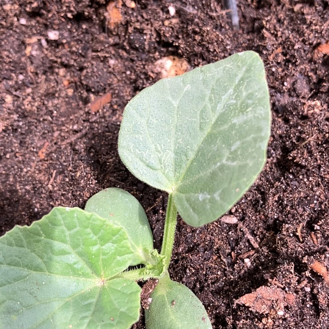Photo of the plant species Melon by @NeatRedvein96 named Plato on Greg, the plant care app