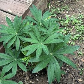Photo of the plant species Big-Leaved Lupine by @ZanyTimeout76 named Foxxy on Greg, the plant care app