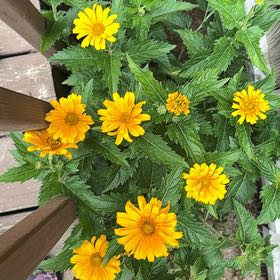 Photo of the plant species Smooth Oxeye by @ZanyTimeout76 named Daphne on Greg, the plant care app