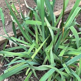 Photo of the plant species Blue Flag by @ZanyTimeout76 named Harmony on Greg, the plant care app