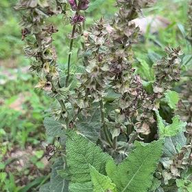 Photo of the plant species Clary Sage by @ZanyTimeout76 named Duke on Greg, the plant care app