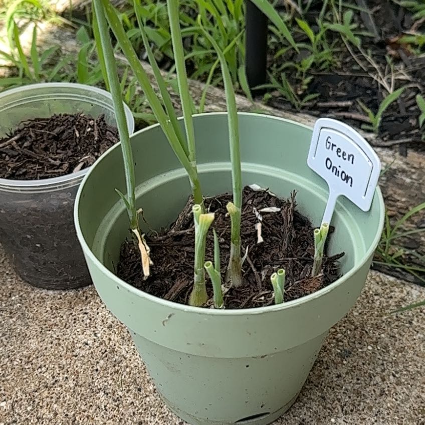 Photo of the plant species Green Onion by @CleverAgave10 named Nemo on Greg, the plant care app