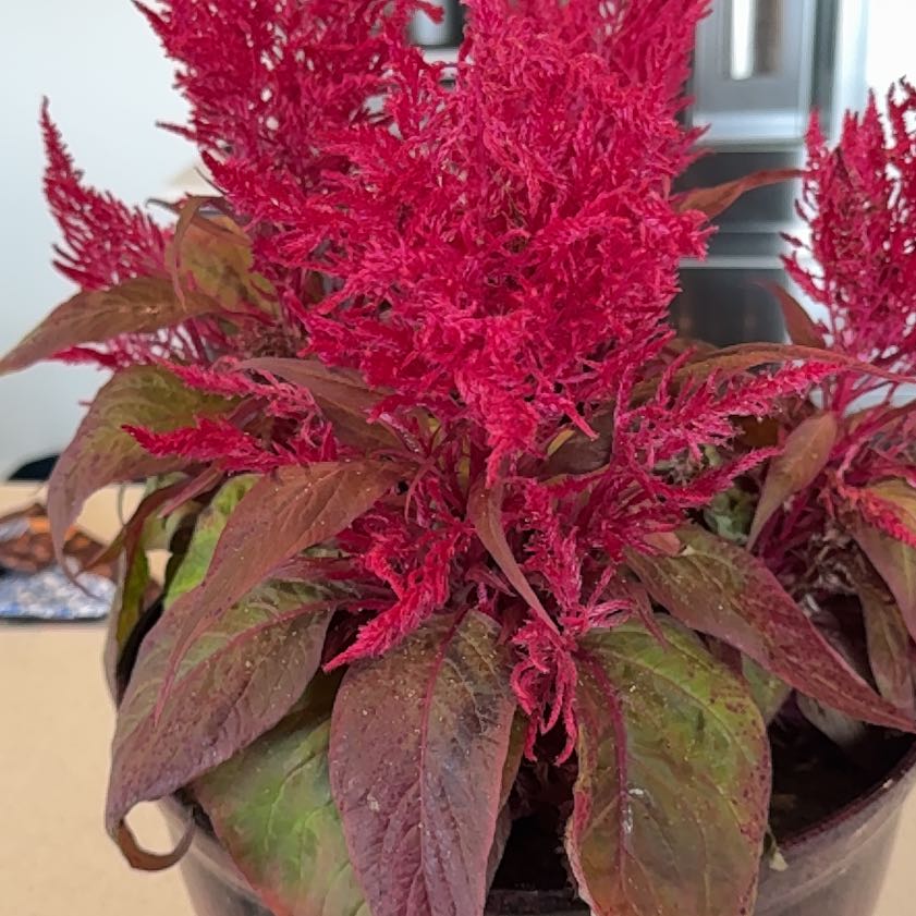 Photo of the plant species Amaranthus Cruentus by @GraciousWorm10 named Luna on Greg, the plant care app