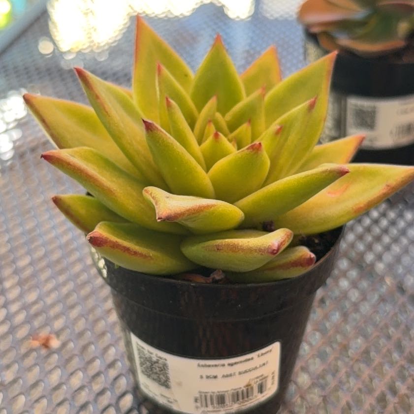 Photo of the plant species Echeveria 'Ebony' by @FitTheprince72 named Scarlett on Greg, the plant care app