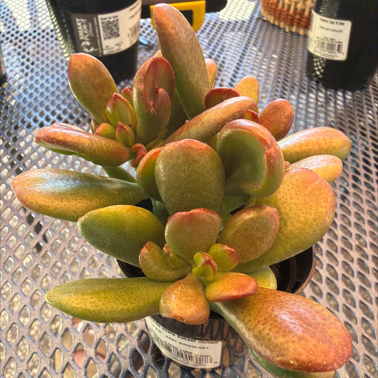 Photo of the plant species Sunset Gollum Jade by @FitTheprince72 named Mochi on Greg, the plant care app