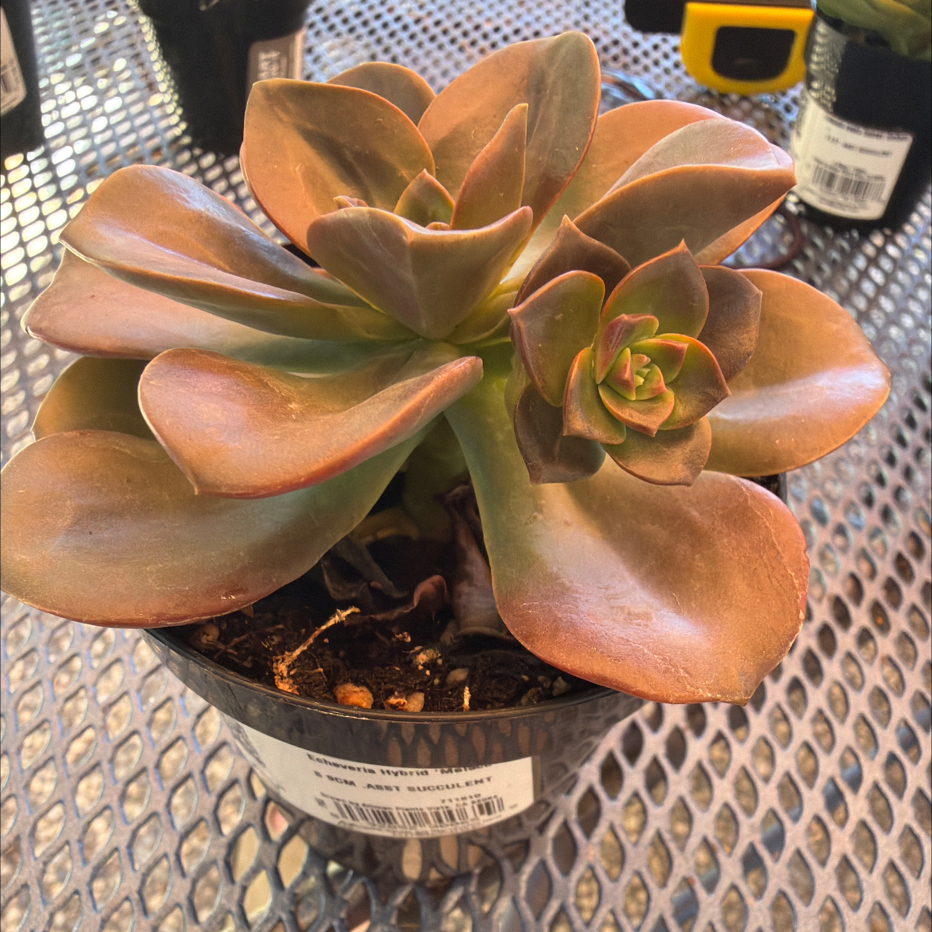 Photo of the plant species Succulent by @FitTheprince72 named Prince on Greg, the plant care app