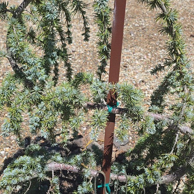 Photo of the plant species Atlas Cedar by @ExecPepper31 named Lola on Greg, the plant care app