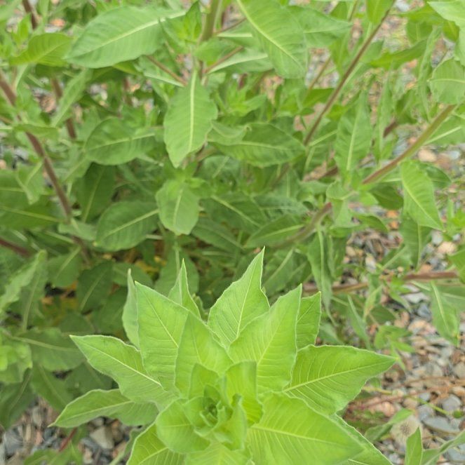 Photo of the plant species Common Evening-Primrose by @ExecPepper31 named Denali on Greg, the plant care app
