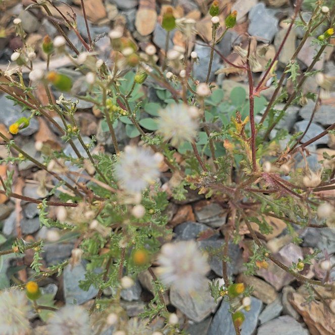 Photo of the plant species Canadian Fleabane by @ExecPepper31 named Messi on Greg, the plant care app
