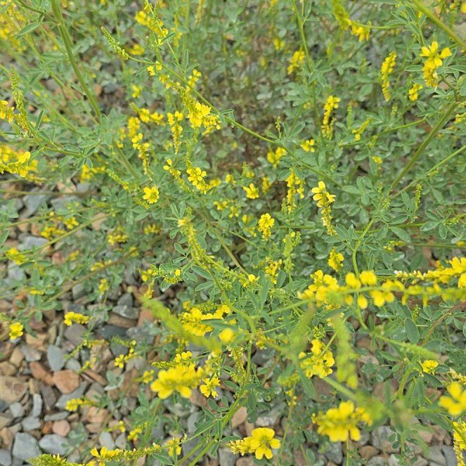 Photo of the plant species Sweetclover by @ExecPepper31 named Robert Plant on Greg, the plant care app