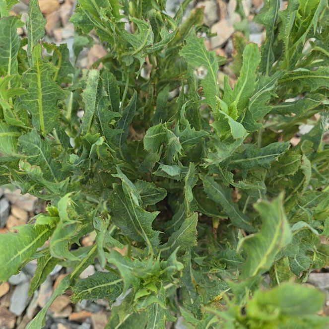 Photo of the plant species Oil Lettuce by @ExecPepper31 named Wall-E on Greg, the plant care app