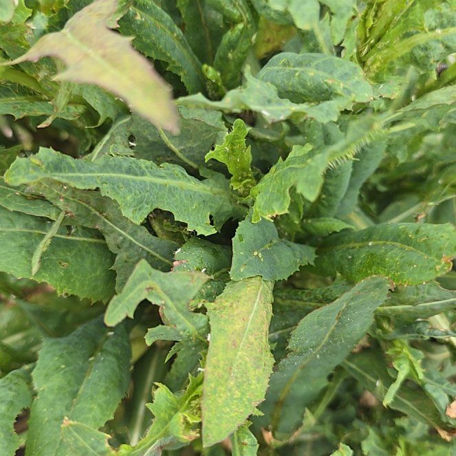 Photo of the plant species Rumex Crispus by @ExecPepper31 named Mochi on Greg, the plant care app