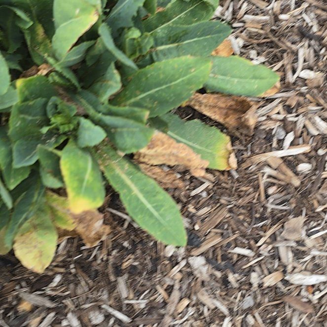 Photo of the plant species Bristly Oxtongue by @ExecPepper31 named Einstein on Greg, the plant care app