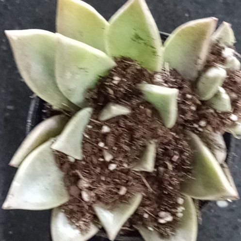 Photo of the plant species Fossil Cactus by @FancyMostii37 named Girlfrond on Greg, the plant care app