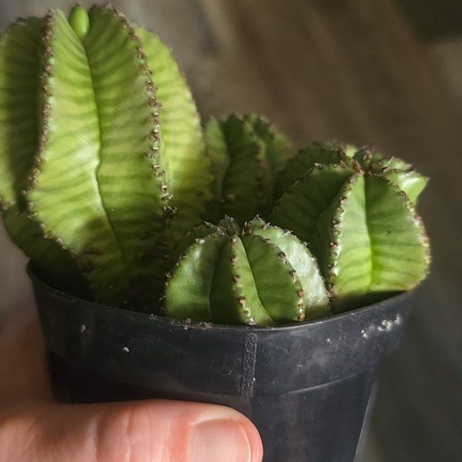 Photo of the plant species Succulent by @IdealisticAtom named Huckleberry Fern on Greg, the plant care app