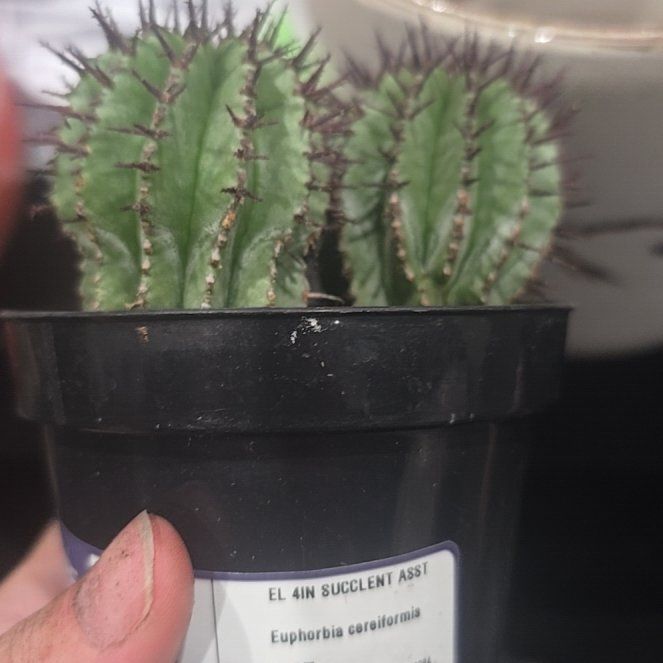 Photo of the plant species Milk Barrel Cactus by @PerkyAlmond23 named Girlfrond on Greg, the plant care app