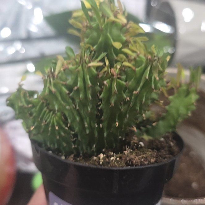 Photo of the plant species Variegated African Candelabra by @PerkyAlmond23 named Kendall on Greg, the plant care app