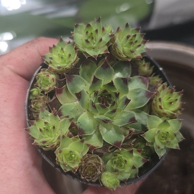 Photo of the plant species Sempervivum calcareum by @PerkyAlmond23 named Delilah on Greg, the plant care app