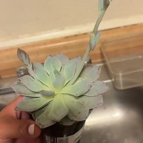 Photo of the plant species Canadian by @ExecAntplant41 named Walt on Greg, the plant care app