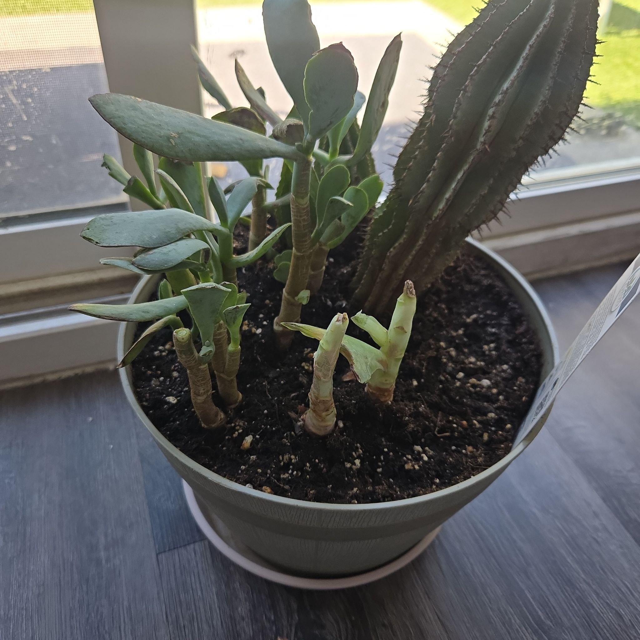 Photo of the plant species Cacti Succulent AR by @FitKaramu48 named Succulent mix on Greg, the plant care app