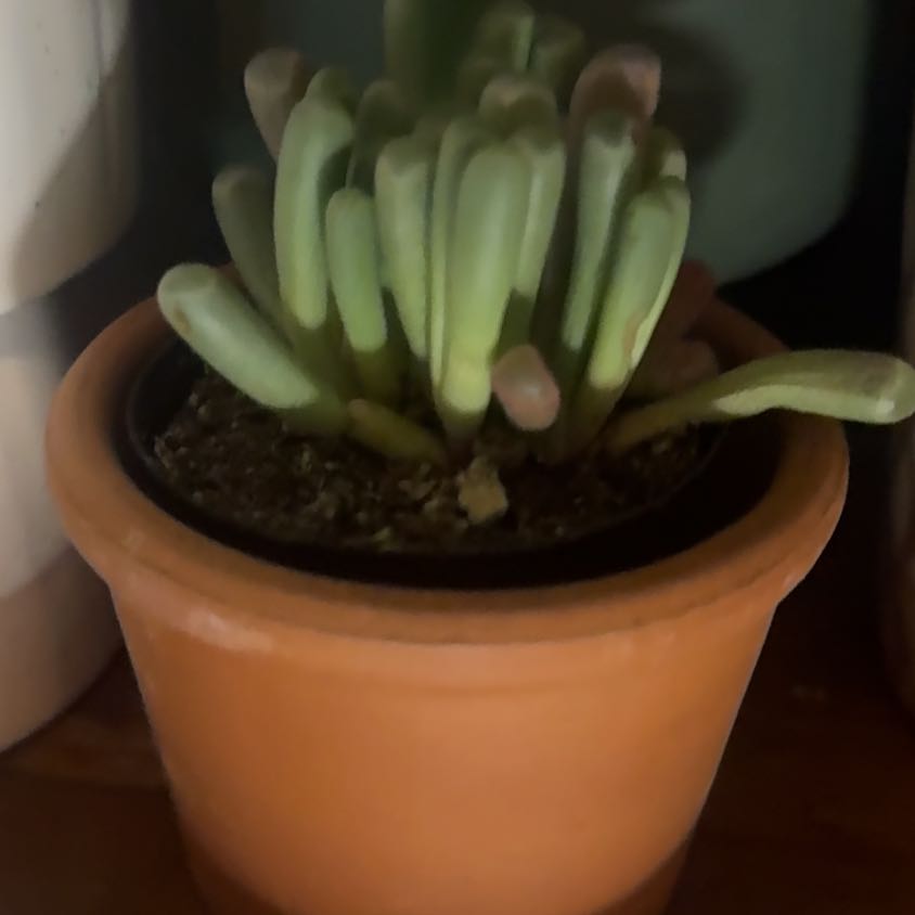 Photo of the plant species Baby Toes by @WittyPomelo69 named Xena on Greg, the plant care app