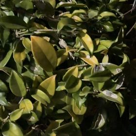 Photo of the plant species Waxleaf Privet by @FabFivespot50 named Mollie on Greg, the plant care app