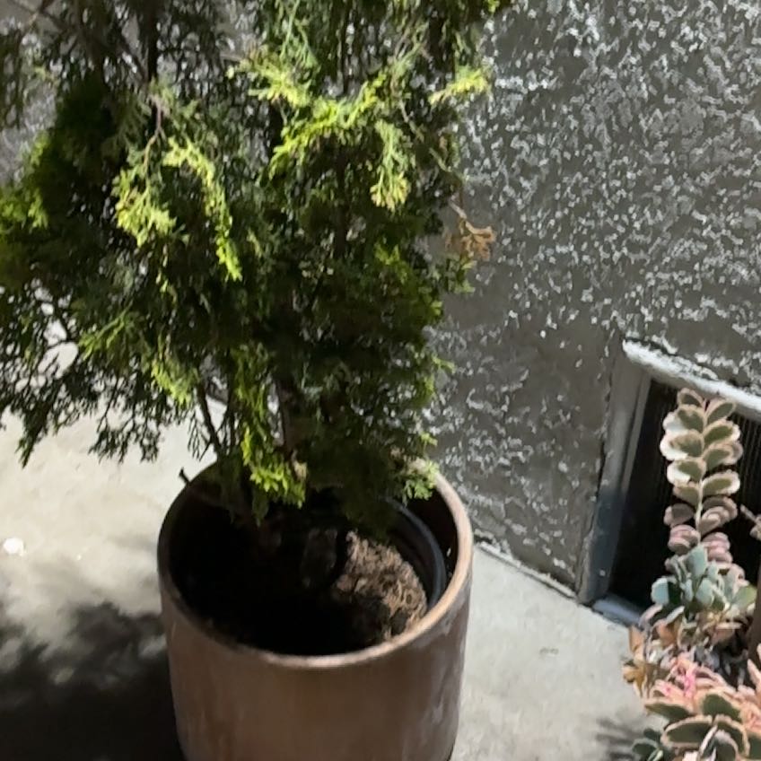 Photo of the plant species American Parsley Fern by @FabFivespot50 named Kardashian on Greg, the plant care app
