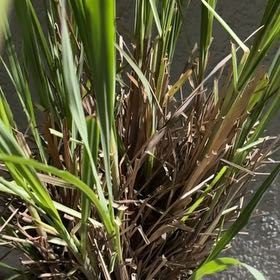 Photo of the plant species Cogon Grass by @FabFivespot50 named Einstein on Greg, the plant care app