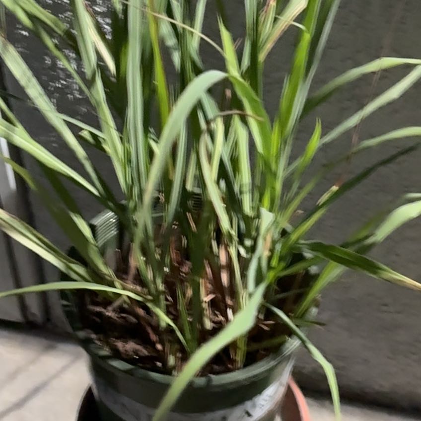 Photo of the plant species Lemon Grass by @FabFivespot50 named Anne on Greg, the plant care app