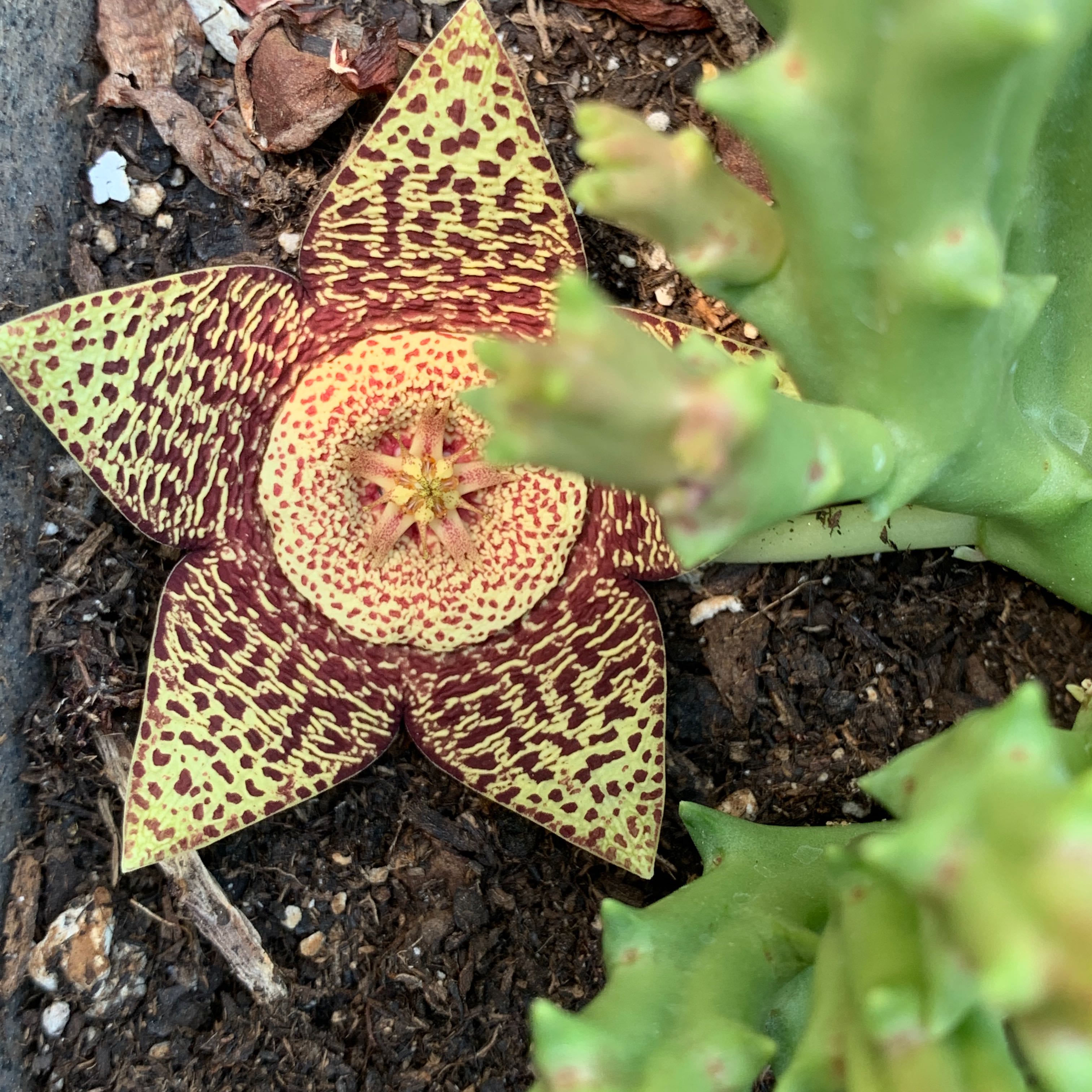 Stapelia Planiflora Jacq. plant with a star-shaped flower, healthy and well-framed.