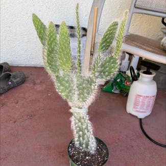 A plant in Kingsburg, California