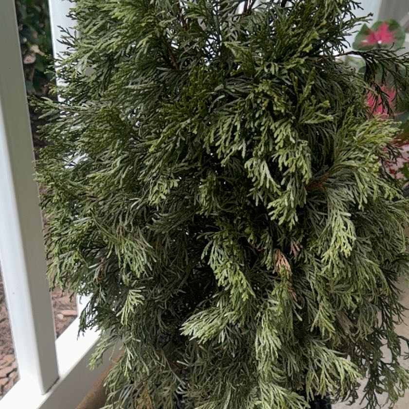 Photo of the plant species Japanese Cedar by @DearOrchid79 named Tupot amaroot on Greg, the plant care app