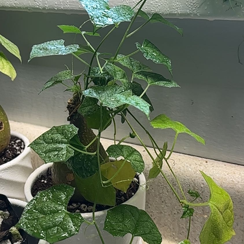 Photo of the plant species Bigfoot by @TutorStaraloe89 named Walt on Greg, the plant care app