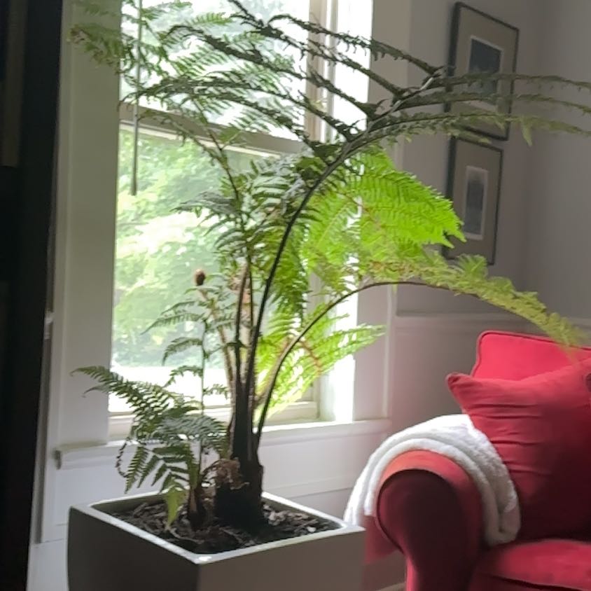 Photo of the plant species Lacy Tree Fern by @TutorStaraloe89 named Foxxy on Greg, the plant care app