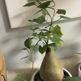 Photo of the plant species Bigfoot by @TutorStaraloe89 named Mollie on Greg, the plant care app
