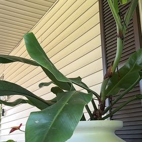 Photo of the plant species Philodendron 'Imperial Green' by @TutorStaraloe89 named Homer on Greg, the plant care app